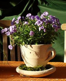 2. Wahl!! Bepflanzbare Tasse ca. 22 cm Durchmesser aus Terracotta, Pflanztopf, Übertopf